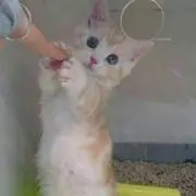 アーチの画像