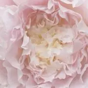 Peonyの画像
