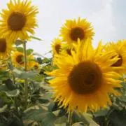 ぱぴこ❁