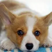 Wan