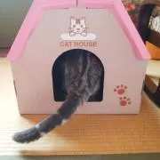 くにさんの画像