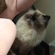 (´・ω・`)