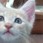 むし