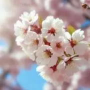 YUMAの画像