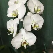 dekoの画像