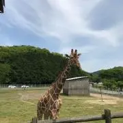 ことらの画像
