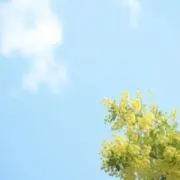 lilyの画像
