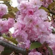 みおすけ