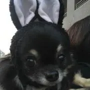 ピノ
