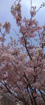 ふじの画像