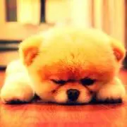すんちゃんの画像