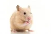 ねっこ