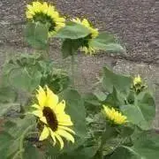 ひまわりの画像