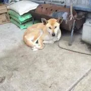 kiriiiの画像