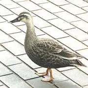 zorokoの画像
