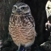 ソウマ