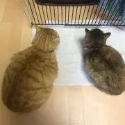naka根