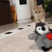 Joeyの画像