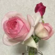 あめだまの画像