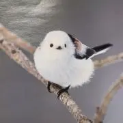 リリィの画像
