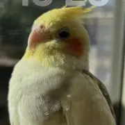 まくど なるどの画像