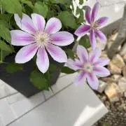 うさはなの画像