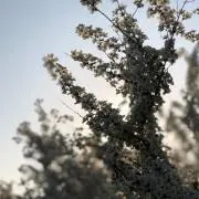 すみれの画像