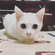 ぽっぽ