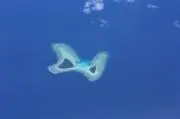 uyuuyuの画像