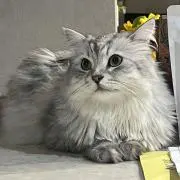 いーちょんの画像