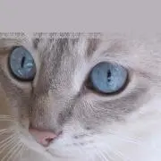 gentilmonde