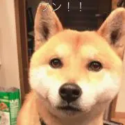 やこ
