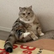 さちりんの画像