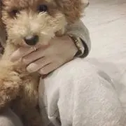 うさぴょん