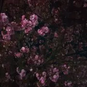 ララ⭐︎の画像
