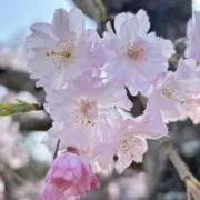 SAKURAの画像