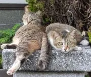 刹那の画像