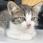 ねこの画像