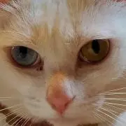 りんご