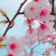 さくら✿プロフ必読