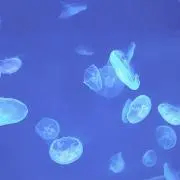 ちらの画像