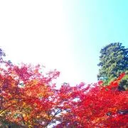 m.s.s.の画像