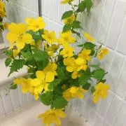 カリフラワーの画像