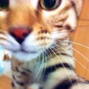 さくら