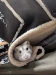 くまたの画像