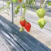 あっっさの画像