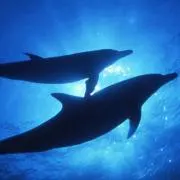 ささくれの画像