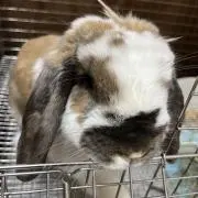 TKの画像