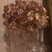 cyc☆の画像