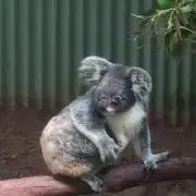 コアラの画像